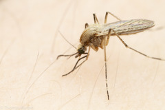 Aedes dorsalis