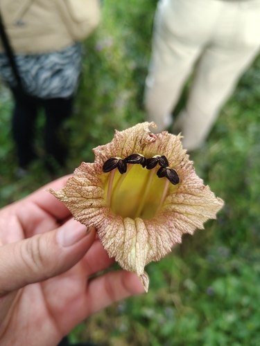 Crescentia alata observed 2026-10-25