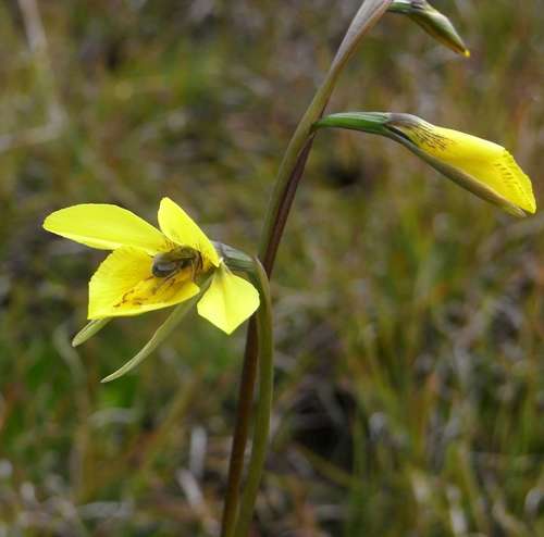 Image of Diuris behrii by (c) Russell Best, some rights reserved (CC BY)