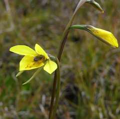 Diuris behrii
