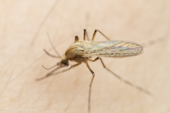 Aedes dorsalis