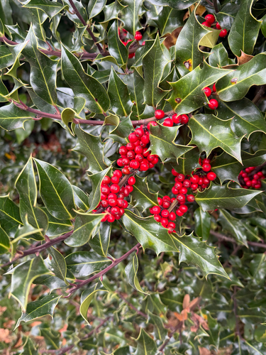 Ilex aquifolium observed 2026-10-27