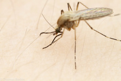 Aedes dorsalis