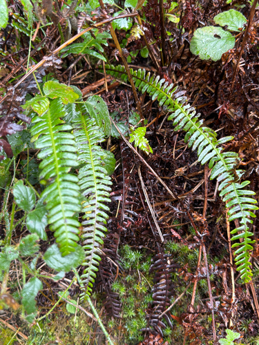 Blechnum observed 2026-10-27