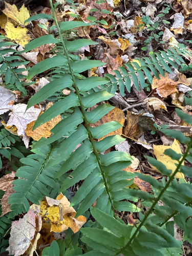 Polystichum acrostichoides observed 2026-10-27
