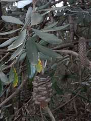 Banksia saxicola