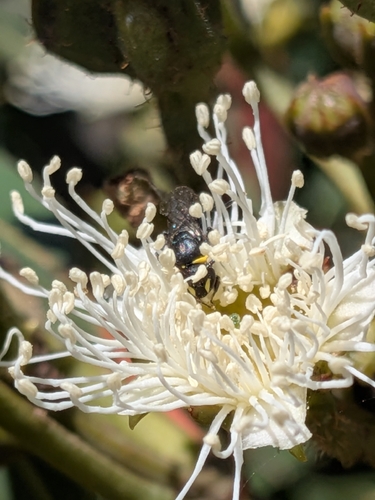 Hylaeus observed 2026-10-28