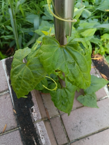 Mikania micrantha observed 2026-10-28