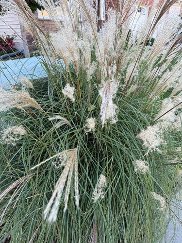 Miscanthus observed 2026-10-26