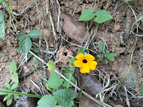 Thunbergia alata observed 2026-10-27