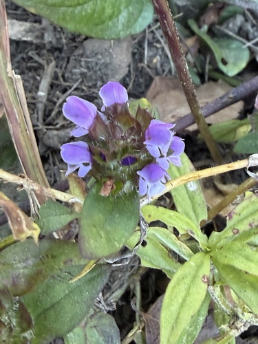 Prunella vulgaris observed 2026-10-27