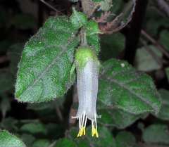 Correa aemula