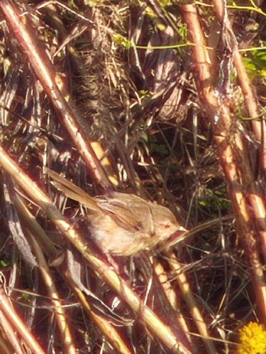 Prinia inornata observed 2026-10-28