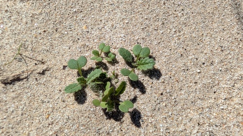 Brassica tournefortii, 2026-10-27