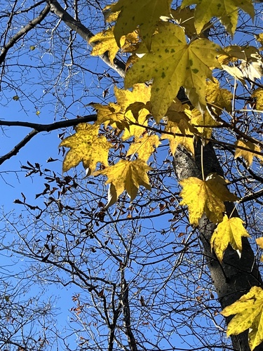 Aralia observed 2026-10-28