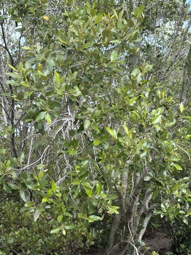 Avicennia marina observed 2026-10-28