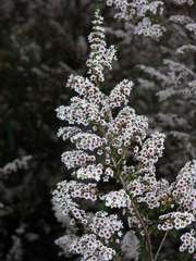 Thryptomene calycina