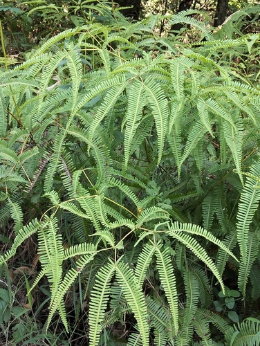 Dicranopteris linearis observed 2026-10-27