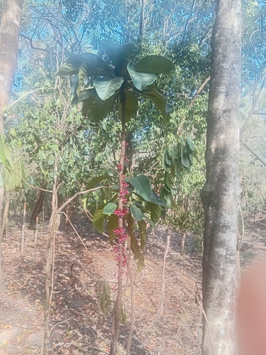Ixora observed 2026-10-28