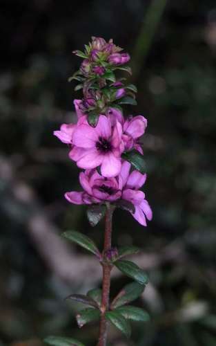 Image of Bauera sessiliflora by (c) Russell Best, some rights reserved (CC BY)