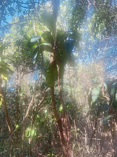 Ixora observed 2026-10-28