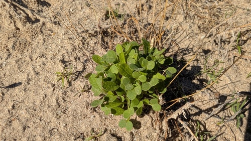 Brassica tournefortii, 2026-10-27