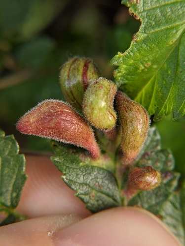 Rice Root Aphid photo 3