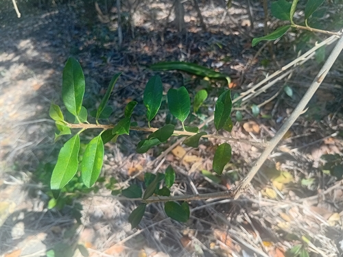 Maclura cochinchinensis observed 2026-10-28