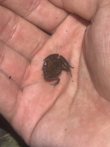 Microhyla fissipes observed 2026-10-26