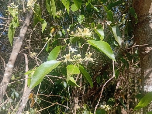 Capparis observed 2026-10-28