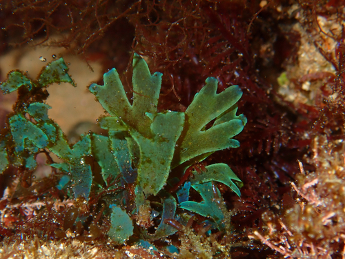 Dictyota observed 2026-10-26