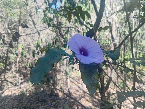 Ipomoea observed 2026-10-28