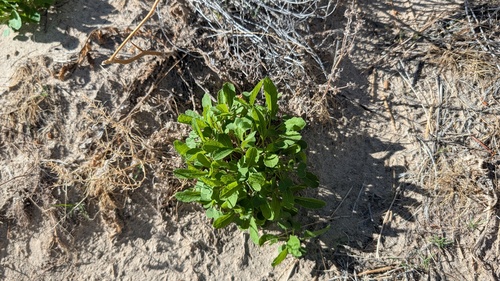 Brassica tournefortii, 2026-10-27