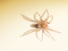 Herpyllus propinquus