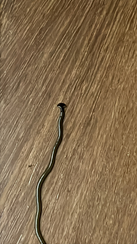 Bipalium kewense observed 2026-10-27
