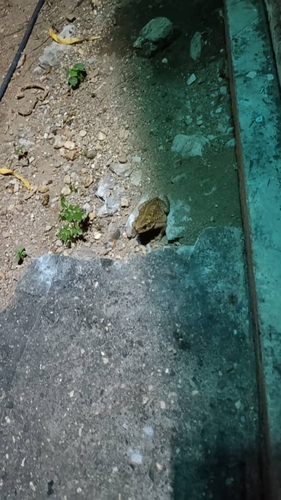 Rhinella marina observed 2026-10-27