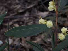 Acacia obliquinervia