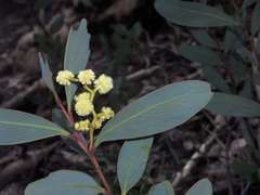 Acacia obliquinervia