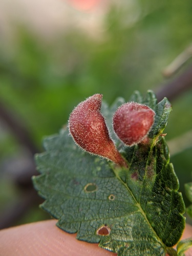 Rice Root Aphid photo 5