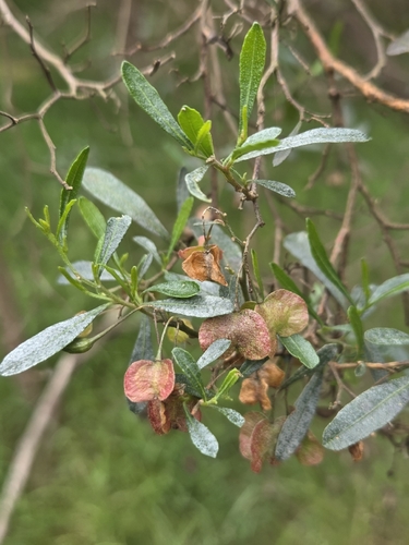 Dodonaea viscosa observed 2026-10-28