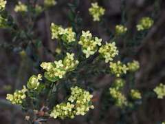 Pimelea flava flava
