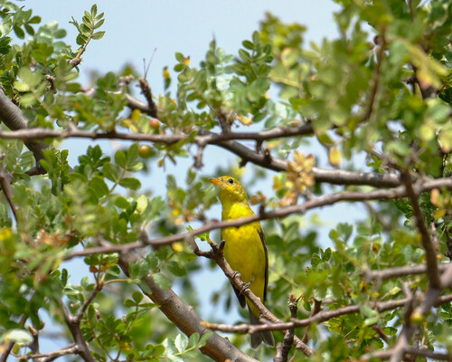 Piranga ludoviciana observed 2026-10-25