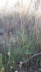 Foeniculum vulgare