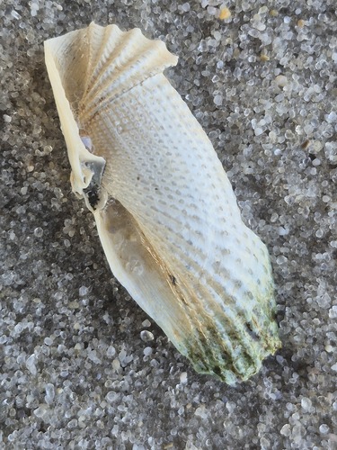 Cyrtopleura costata, 2026-10-27