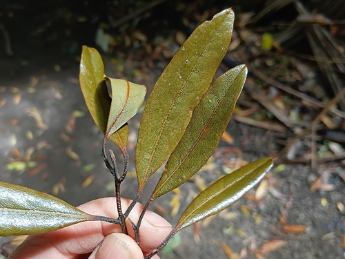 Beilschmiedia tawaroa observed 2026-10-28