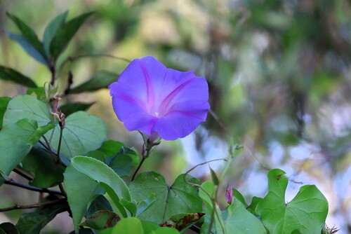 Ipomoea indica observed 2026-10-27