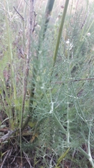 Foeniculum vulgare