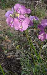 Swainsona procumbens