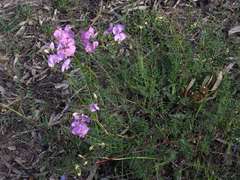 Swainsona procumbens