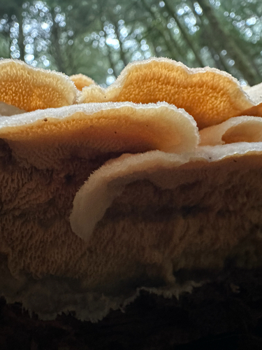 Phlebia tremellosa observed 2026-10-27